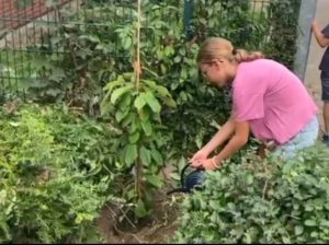 Mehr über den Artikel erfahren Baumchallenge